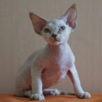 158 Piter male kitten Devon Rex