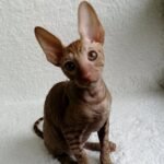 221 Oskar male kitten Cornish Rex