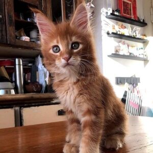 771 Kuzma Maine Coon male kitten