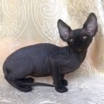 Maxwell male Sphinx kitten