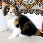 190 Quincy Scottish straight shorthair female kitten