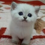 300 Kolobok Scottish straight shorthair male kitten