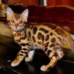 63 Noel purebred Bengal male kitten
