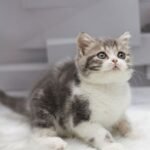 Luna Scottish straight shorthair female kitten