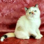 47 Rosa Exotic shorthair female kitten