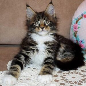 300 Conan Maine Coon male kitten