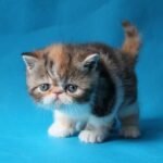 Izuminka Exotic shorthair female kitten