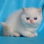 56 Peter Persian male kitten