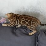 157 Femida purebred Bengal female kitten