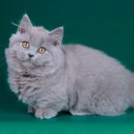 167 Laulani Munchkin longhair female kitten