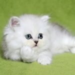 127 Chloe Persian female kitten