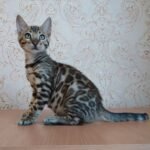 130 Ramzes purebred Bengal male kitten