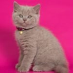 448 Franklin British shorthair male kitten