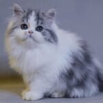 471 Qwenty Scottish straight longhair male kitten