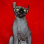 211 Komandor male Elf kitten