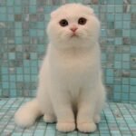 565 White Lotus Scottish fold shorthair male kitten