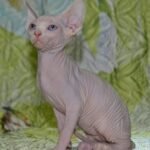 309 Moon male Sphinx kitten