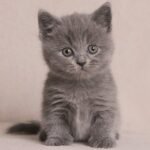 308 Masago Munchkin male kitten