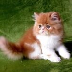 100 Williams Persian male kitten