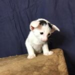 A* Born Heart Oriental male kitten