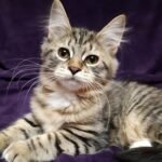 482 Astori Siberian female kitten