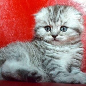 Cherry Scottish fold longhair female kitten