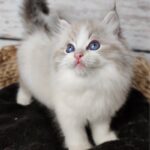 494 Samuel Ragdoll male kitten