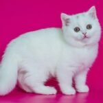 507 Icy Scottish straigh shorthair female kitten