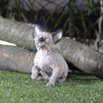 Loli female Sphinx kitten