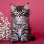 72 Cerceya Siberian female kitten