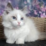 86 Demi Ragdoll male kitten