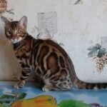 Yulian purebred Bengal male kitten