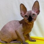 154 Omalia female Sphinx kitten