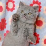 224 Zefir Scottish straight shorthair male kitten