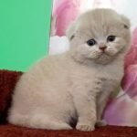 Tarik Scottish fold shorthair male kitten