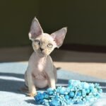 Simon male kitten Devon Rex