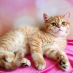 203 Linkin British shorthair male kitten