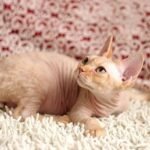 162 Aslan male kitten Devon Rex