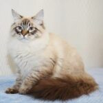 Wolf Siberian male kitten