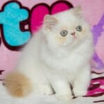 Alisa Persian female kitten