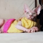 156 Misha male Sphinx kitten