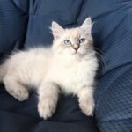 627 Qairos Siberian male kitten