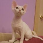 164 Yuta female kitten Devon Rex