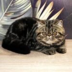 40 Mahogany Exotic shorthair male kitten