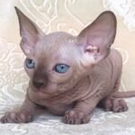 Olympus male Sphinx kitten