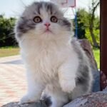 538 Anastasia Scottish fold longhair female kitten