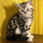 322 Charlotte Scottish straight shorthair female kitten