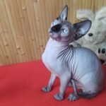 Sambuka female Sphinx kitten