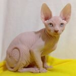 150 Oliver male Sphinx kitten