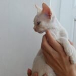 356 Danil male kitten Devon Rex